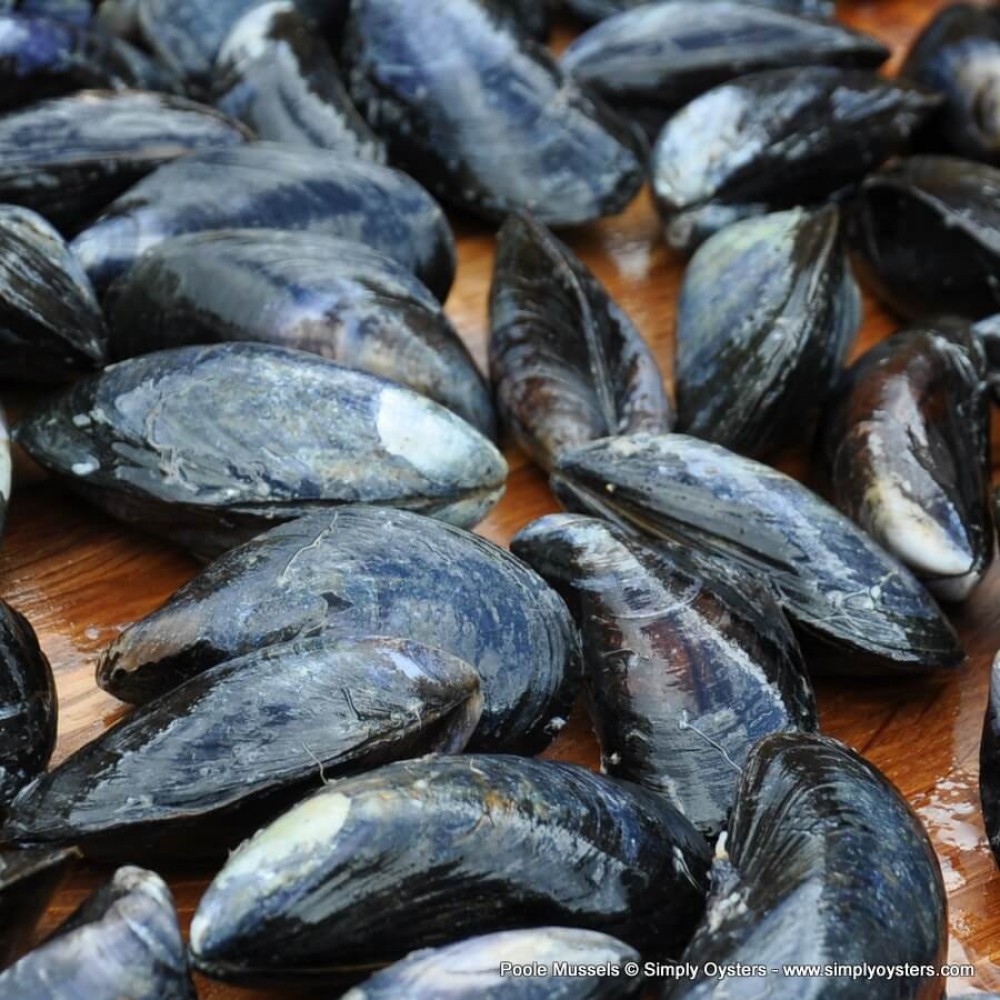 Poole Mussels Buy Online UK Delivery Simply Oysters